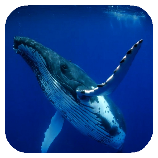Whale 3D. Video wallpaper APK for Android – Download Whale 3D. Video wallpaper APK Latest Version from Whale 3D. Video wallpaper APK for Android – Download Whale 3D. Video wallpaper APK Latest Version from