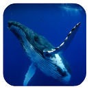 Whale 3D. Video wallpaper APK