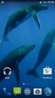 Whale 3D. Video wallpaper imagem de tela 3