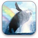 Whales Free Video Wallpaper APK