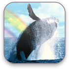 Whales Free Video Wallpaper icône