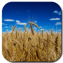 Wheat Field Live Wallpaper APK