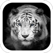 White tiger coolness theme
