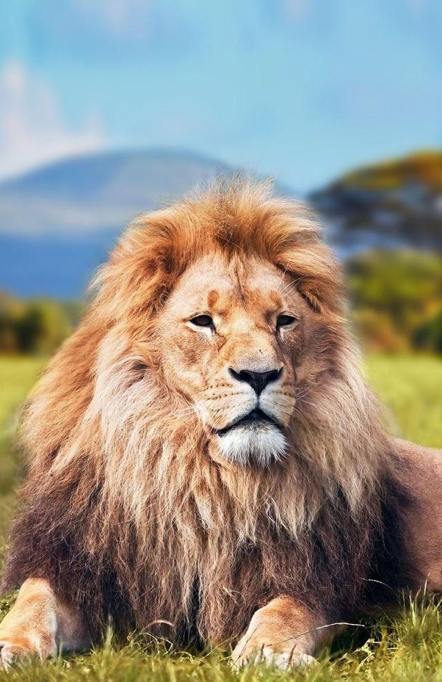 Wild Animals Wallpaper Hd For Android Apk Download Wild Animals Wallpaper Hd For Android Apk Download