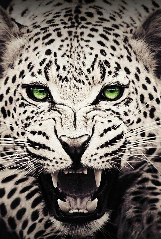 Wild Animals Wallpaper HD for Android - APK Download