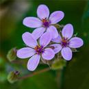 APK Wild flowers