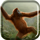 Wild Dance Crazy Monkey LWP APK