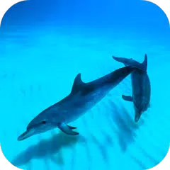 Descargar XAPK de Wild Dolphins Video Wallpaper