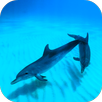 Wild Dolphins Video Wallpaper APK