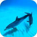 Wild Dolphins Video Wallpaper APK