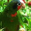 Amazon Parrots Wallpapers FREE