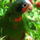 Amazon Parrots Wallpapers FREE icône
