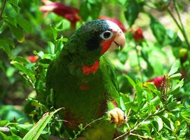 Amazon Parrots Wallpapers FREE poster
