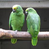 3 Schermata Amazon Parrots Wallpapers FREE