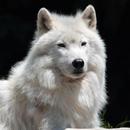 Arctic wolf Wallpapers HD FREE APK