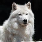 Arctic wolf Wallpapers HD FREE icon