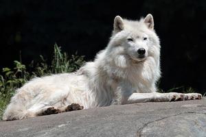 Arctic wolf Wallpapers HD FREE-poster