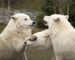 Arctic wolf Wallpapers HD FREE capture d'écran 2