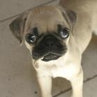 Baby Pug Puppy Wallpapers FREE 圖標