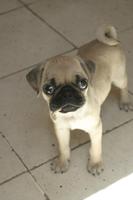 Baby Pug Puppy Wallpapers FREE poster
