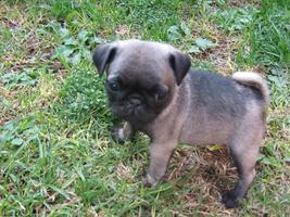 Baby Pug Puppy Wallpapers FREE 截圖 1