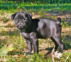 Baby Pug Puppy Wallpapers FREE скриншот 2