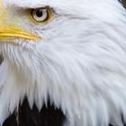 Bald Eagles Wallpapers HD FREE icône