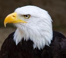 Bald Eagles Wallpapers HD FREE Affiche