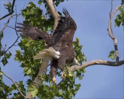 Bald Eagles Wallpapers HD FREE capture d'écran 3