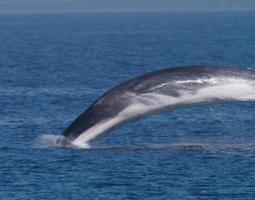 Blue Whales Wallpapers HD FREE capture d'écran 1