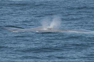 Blue Whales Wallpapers HD FREE capture d'écran 3