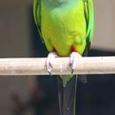 APK Conure parrots Wallpapers FREE