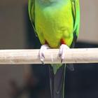 Conure parrots Wallpapers FREE icône