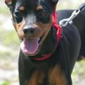 Doberman Wallpapers HD FREE