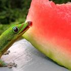 Gecko Wallpapers HD FREE-icoon