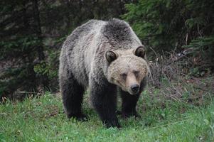 Grizzly Bears Wallpapers FREE पोस्टर