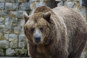 Grizzly Bears Wallpapers FREE screenshot 1