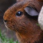 Guinea pigs Wallpapers HD FREE icône