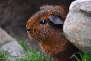 Guinea pigs Wallpapers HD FREE poster