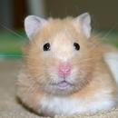 Hamsters Wallpapers HD FREE aplikacja