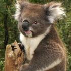 Koala bears Wallpapers HD FREE icône