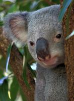 Koala bears Wallpapers HD FREE Affiche