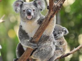 Koala bears Wallpapers HD FREE capture d'écran 3