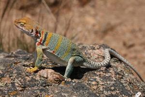 Lizards Wallpapers HD FREE स्क्रीनशॉट 1