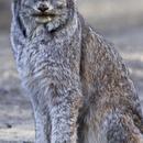 Lynx Cats Wallpapers HD FREE aplikacja