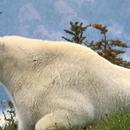 Mountain Goats Wallpapers FREE aplikacja