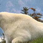 Mountain Goats Wallpapers FREE icône