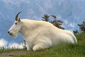 Mountain Goats Wallpapers FREE poster