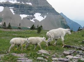 Mountain Goats Wallpapers FREE syot layar 3