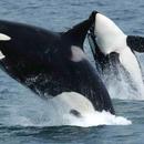 Orca Whales Wallpapers HD FREE aplikacja